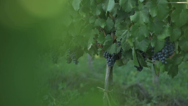  Racimos de uvas tintas rodeado de hojas verdes	