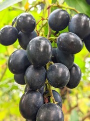 Grape. Branch. This variety of sweet-tart grapes reaches sweet maturity only in late autumn, before the first frosts. It becomes extremely sweet for eating or cooking