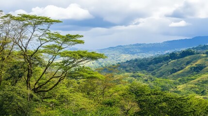 Obraz premium A lush green forest with a cloudy sky in the background