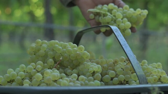 Cosecha de uvas blancas en tacho
