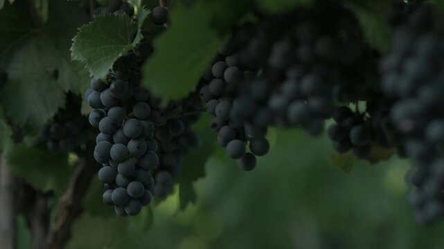  Racimos de uvas tintas rodeado de hojas verdes	