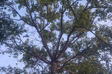 Tree and sky