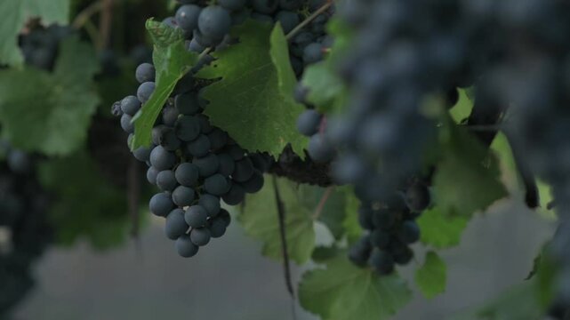  Racimos de uvas tintas rodeado de hojas verdes	