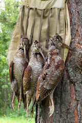 three shot woodcocks and a hunting bag