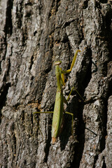 木の幹を登っていく大きなカマキリのメス