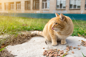 A ginger cat sits on a concrete slab outdoors, surrounded by green grass and scattered cat food. The cat looks to the side, licking its lips, with a building in the background