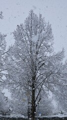 trees in snow