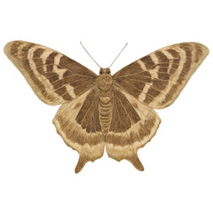 Close-up of a brown and beige moth with intricate wing patterns, set against a black background.  The details of its body and wings are clearly visible.