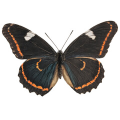 Close-up of a dark butterfly with orange and white markings. Its intricate details are beautifully highlighted against a black background.