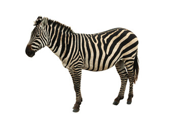 Cutout of an isolated zebra with the transparent png background	