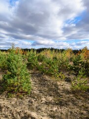 Obraz premium Young pines in the forest. A young forest.