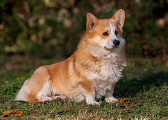 Love Corgi