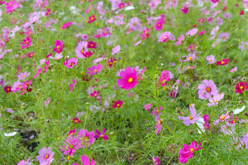 ピンクのコスモスが咲き乱れる花畑