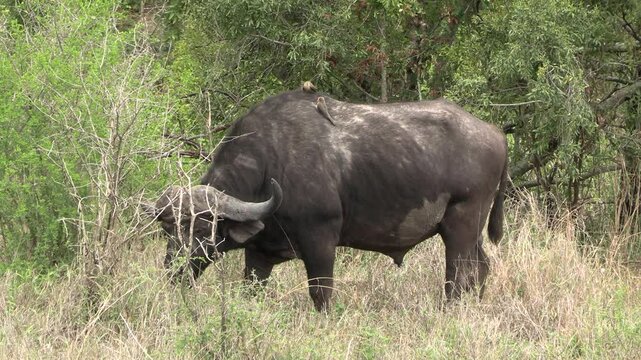 buffle dans le Parc National Kruger, Afrique du Sud