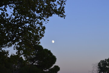 Céu com lua e árvores