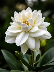 Obraz premium Elegant Jasmine Flower Close-up 