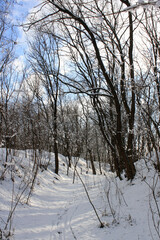 snow covered trees in the winter