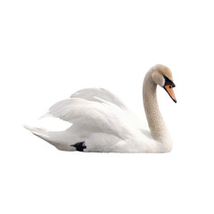 Fototapeta premium Elegant white swan gracefully gliding on water, its feathers pristine against a dark background.