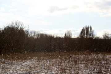snow covered trees in the winter