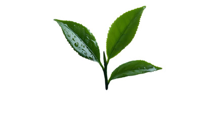 Green Tea Leaves with Dew Drops Illustration