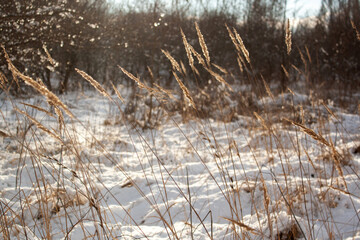 snow covered trees in the winter