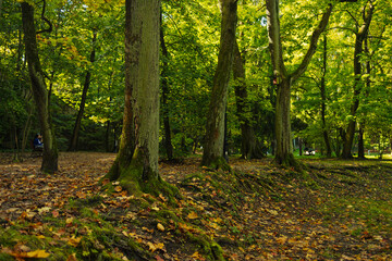 Camera looks up and moves slowly under trees. Tree branches and leaves against blue sky. High quality FullHD footage