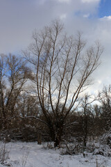 snow covered trees in the winter