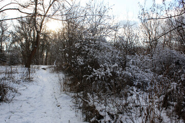 snow covered trees in the winter