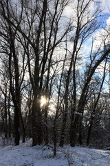 snow covered trees in the winter