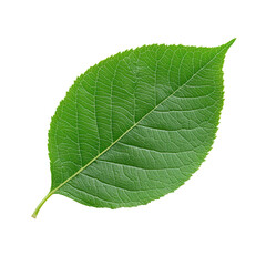 Obraz premium Fresh green leaf on a transparent background