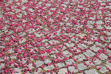 granite pavement overstrewn with  faded red petals from a chestnut tree