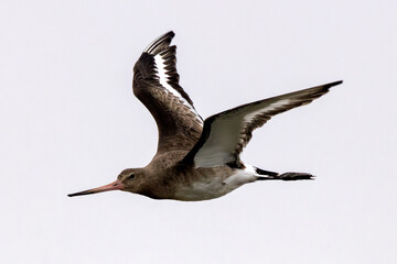 Black-tailed Godwit (Limosa limosa) – Commonly found in wetlands and estuaries, Bull Island, Dublin