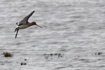 Black-tailed Godwit (Limosa limosa) – Commonly found in wetlands and estuaries, Bull Island, Dublin