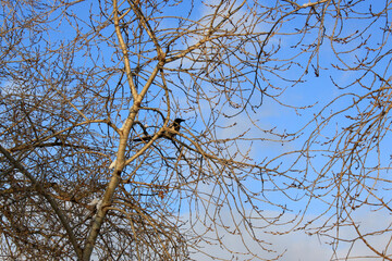 birds on tree