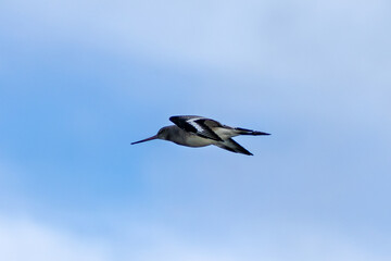 Black-tailed Godwit (Limosa limosa) – Commonly found in wetlands and estuaries, Bull Island, Dublin