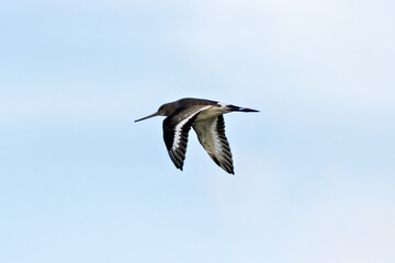 Black-tailed Godwit (Limosa limosa) – Commonly found in wetlands and estuaries, Bull Island, Dublin