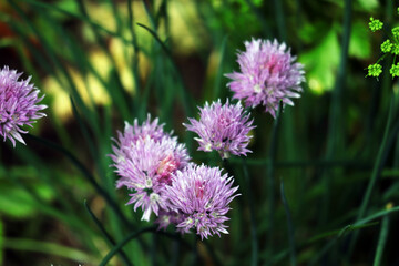Schnittlauch, Blüte, Gewürz, Lauch