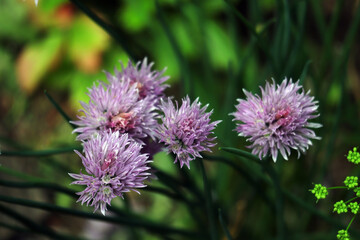 Schnittlauch, Blüte, Gewürz, Lauch