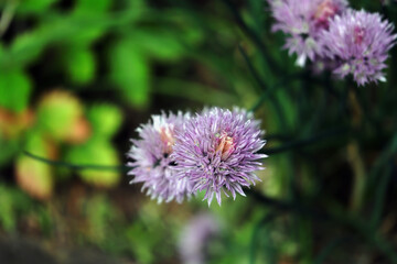 Schnittlauch, Blüte, Gewürz, Lauch
