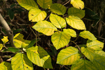autumn leaves background