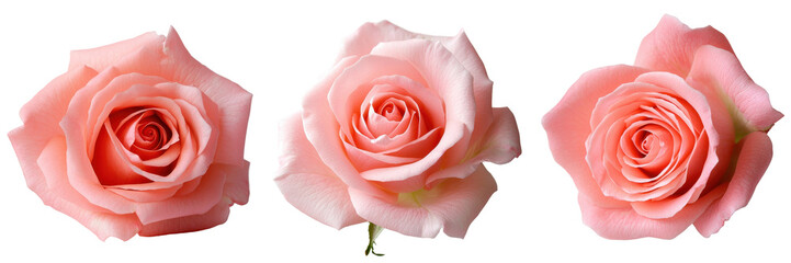 Three delicate pink roses showcasing their vibrant colors and soft petals. transparent background.