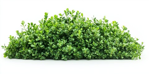 Obraz premium A bush with green leaves is shown on a white background. The bush is tall and has a lot of leaves, giving it a lush and vibrant appearance