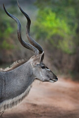 Male African Kudu Portrait