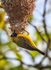 African Weaver Bird Building Nest