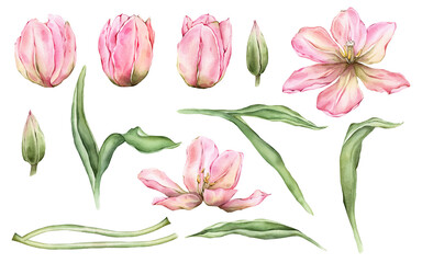 Set of Pastel pink light Tulips and open bud watercolor illustration isolated on white background. Hand drawn delicate garden spring perennial bulbous flower for spring wedding design or card