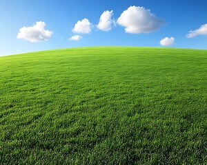 Obraz premium Green fields without people, clear air during the day, clear sky, beautiful white clouds floating around, giving a sense of openness, freshness, suitable for use as a background, with plenty of space.