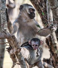 African Monkey Mother With Baby In Tree