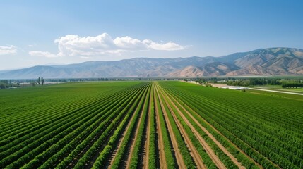 Aerial shot of minimalist farmland rural landscape photo nature bird's eye view clean geometric design