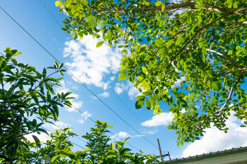 Beautiful tree leaves in front of blue sunny sky,Summer background concept,home garden in vacation time.
