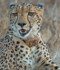 Portrait Of African Cheetah